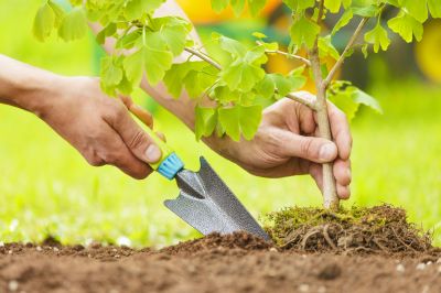 Apple Tree Planting in Ventura County, CA