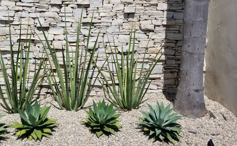 Xeriscaping Services