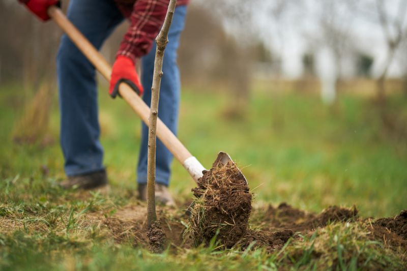 Dogwood Tree Planting in Honolulu, HI