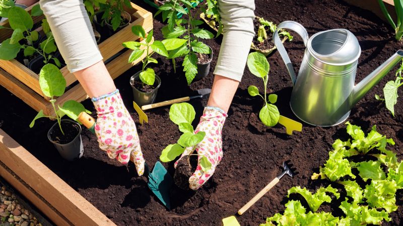Perennials Planting in Honolulu, HI