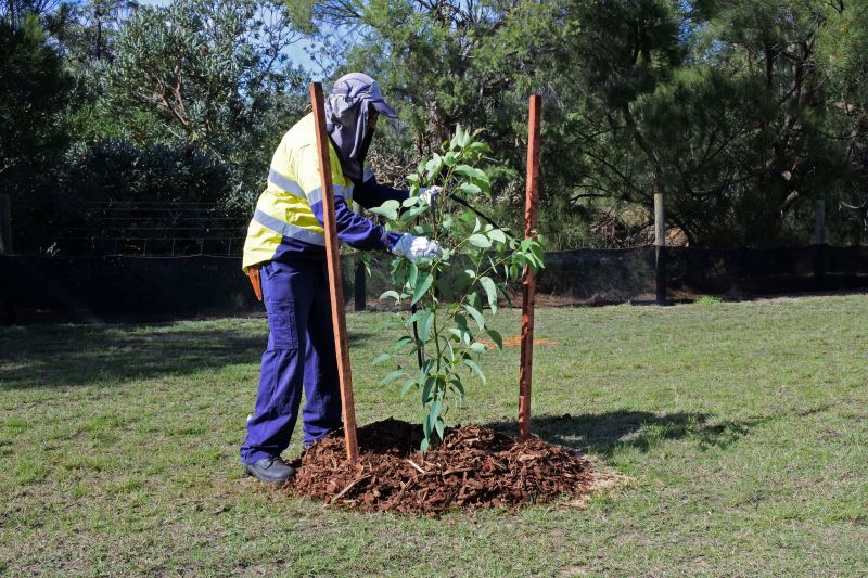 Privacy Trees Planting in Ventura County, CA
