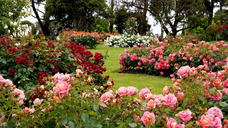 Rose Bush Planting in Honolulu, HI