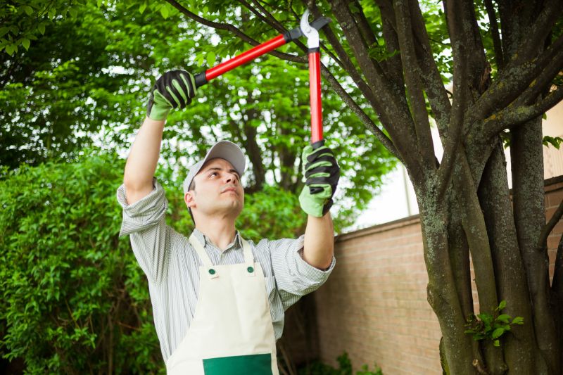 Shrub Care Service in Reno, NV