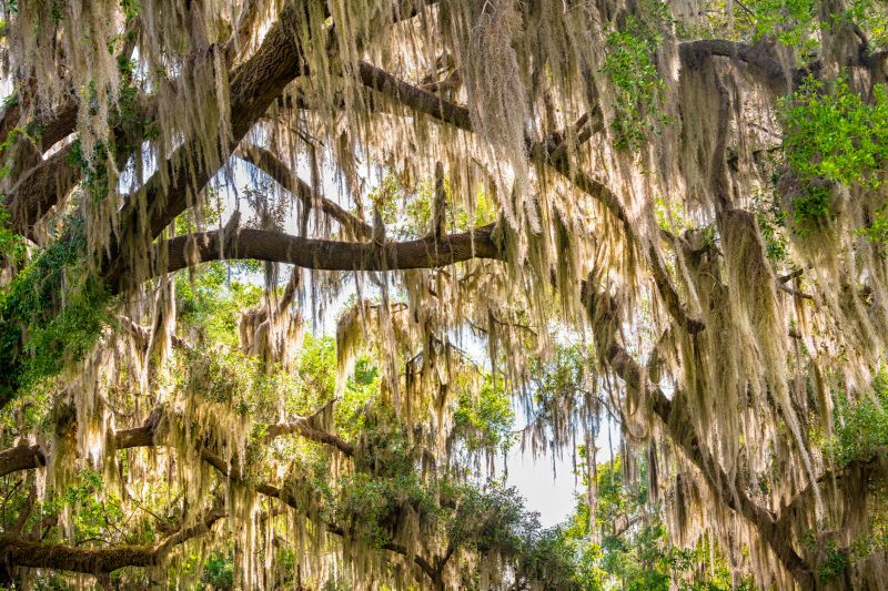 Spanish Moss Treatment in Reno, NV