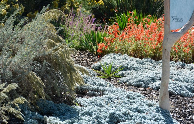 Xeriscape Landscaping in Ventura County, CA